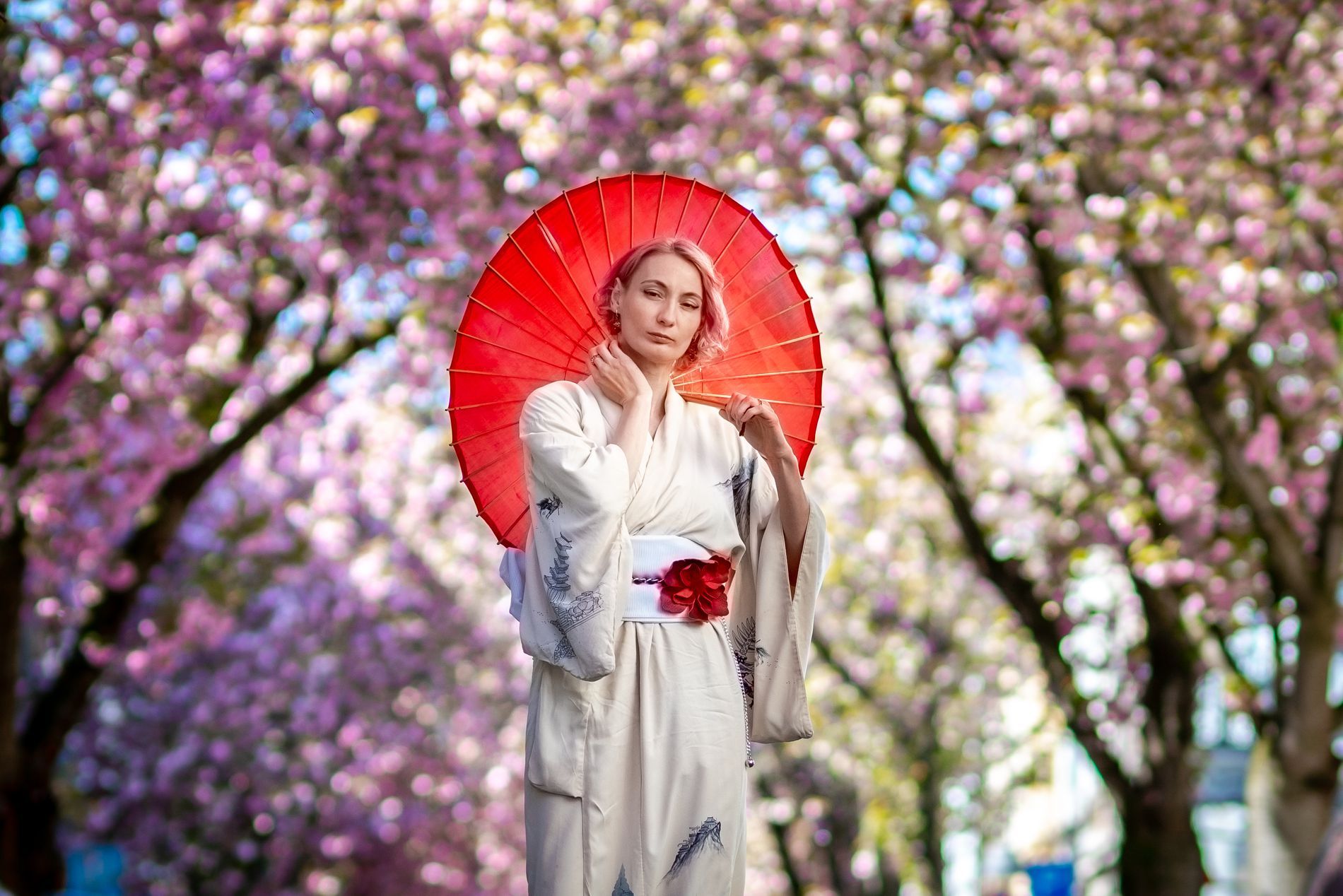 Sakura in Bonn